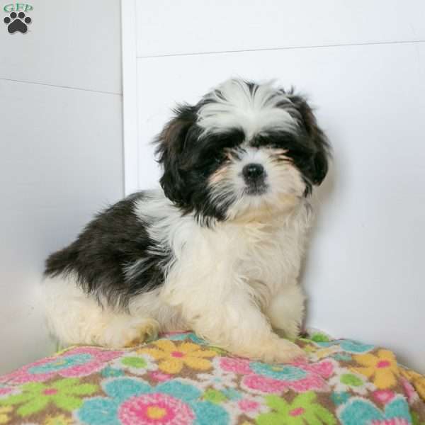 Roger, Shih Tzu Puppy